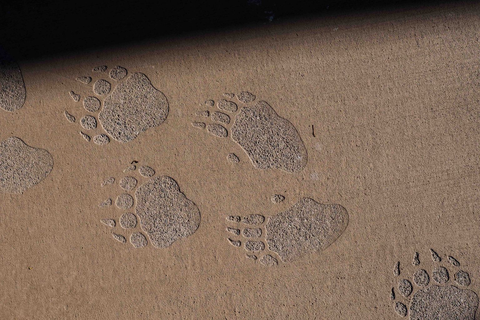 Close up of wombat footprint impressions on brown paving.